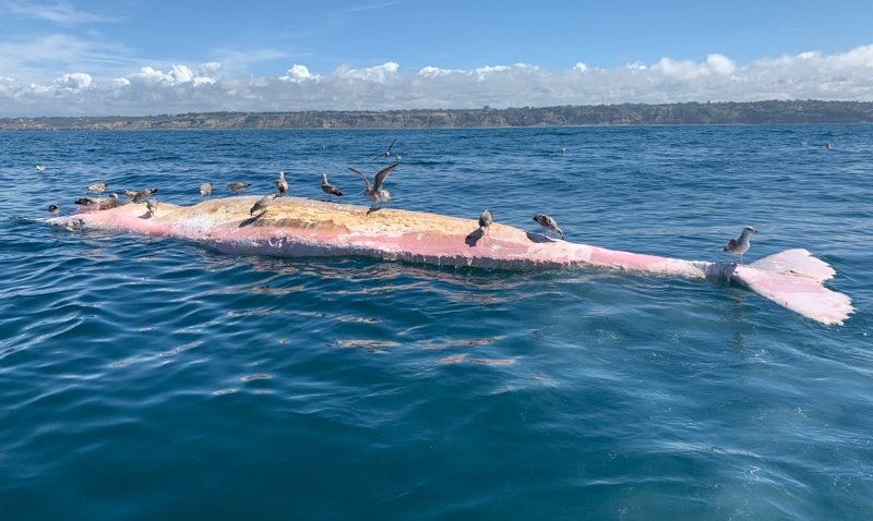 deadbabywhaletorreypines