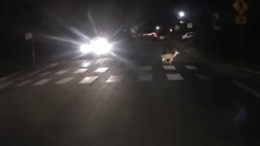 deer-berkeley