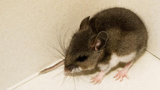 deer mouse hantavirus
