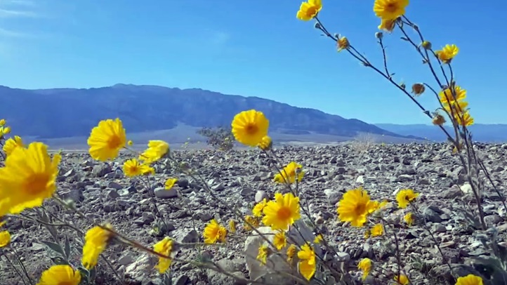 desertgold0283283