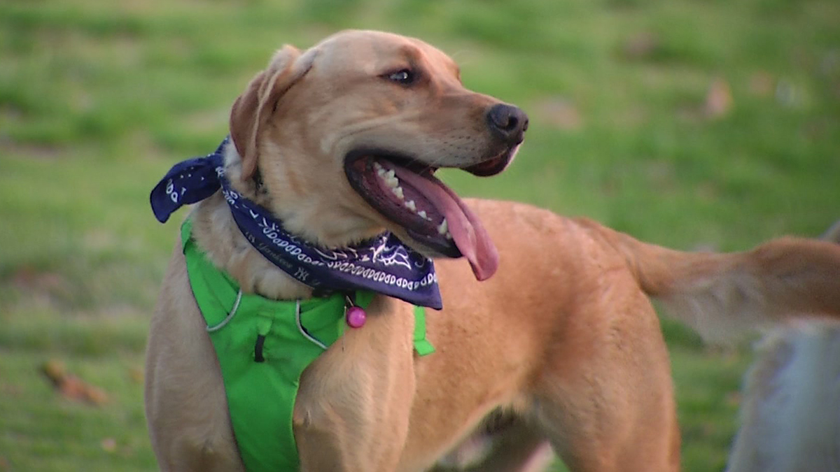 Dog Owners Cited for OffLeash Dogs in Pacific Beach NBC 7 San Diego