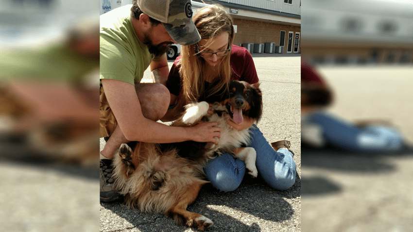 dog-reunited-nj-crop