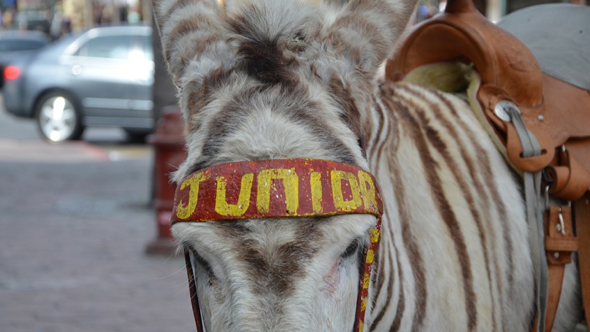 Merchants of ‘Zebra Donkeys’ in Tijuana Say Trump Presidency Impacts