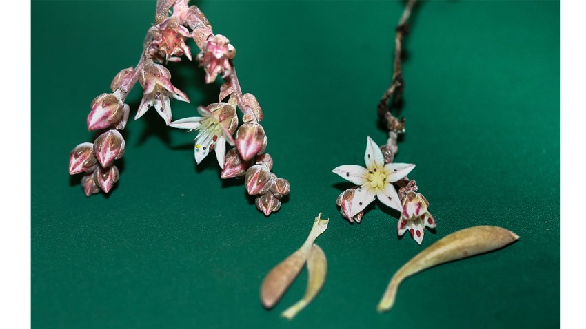dudleya hendrixii 1215