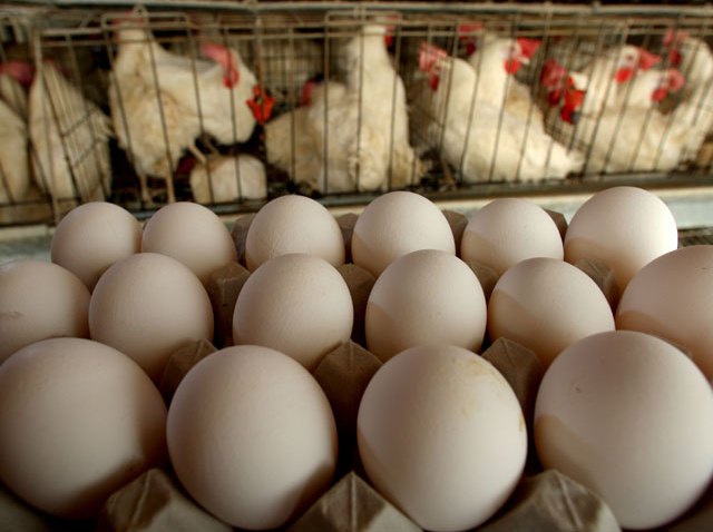 eggs3