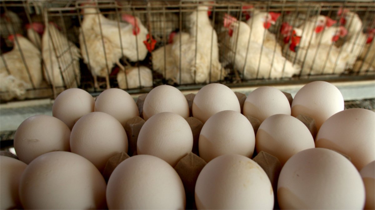 No Egg-scuses: More Travelers are Trying to Bring Eggs Into the U.S. From Mexico, CBP Says - Vimarsana News