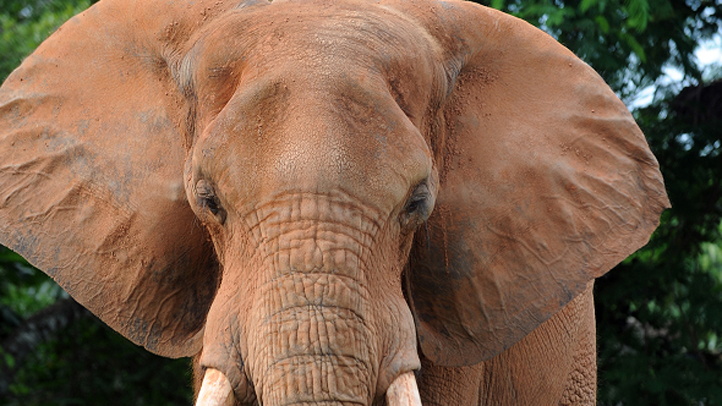 elephant7