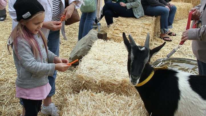 feedinggoatsventurafarmday