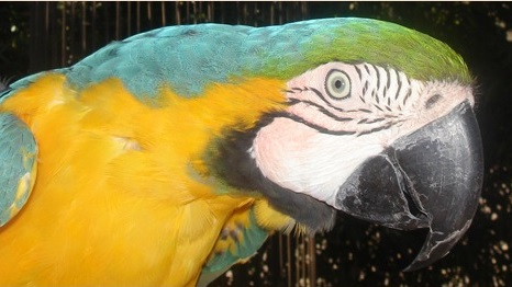 freeflightbird1