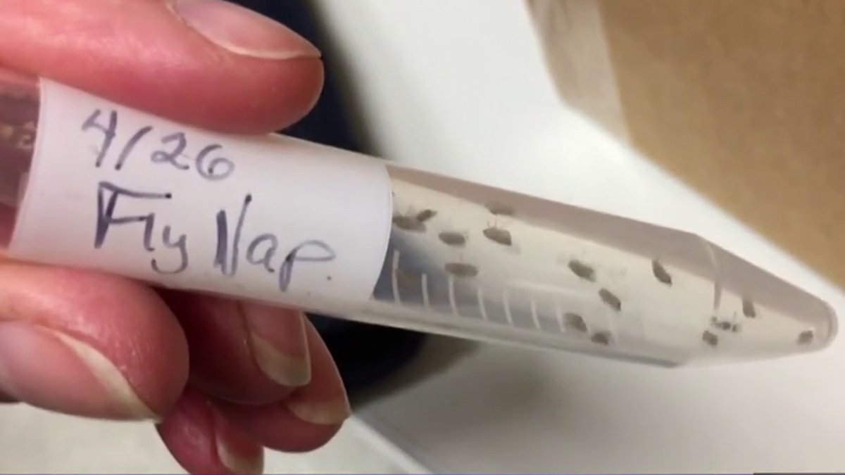 La Jolla Lab to Send Fruit Flies into Space NBC 7 San Diego