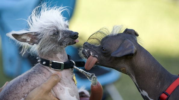 74843083DPM010_ugly_dog
