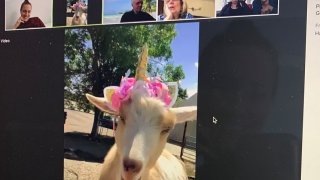 A goat from the King Wild Animal Sanctuary dons a dashing headband while making an appearance on a virtual meeting.