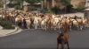 Some 200 Goats Escape, Roam the Streets of California Town