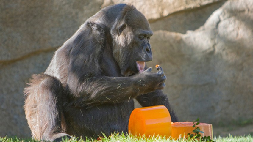 She Takes the Cake: San Diego Zoo Safari Park Celebrates Gorilla