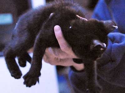 web_big_bear_snow_Toni_TLA_1200x675_446094403894.jpg
