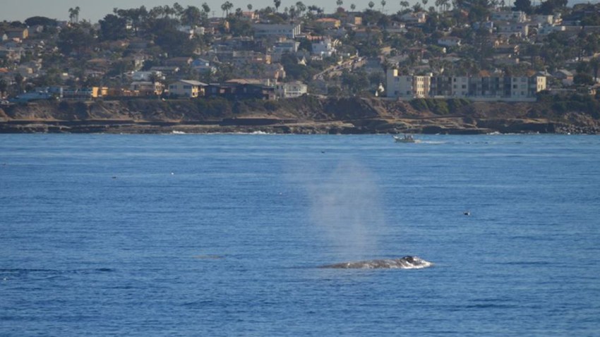 graywhaleSanDiego 1202