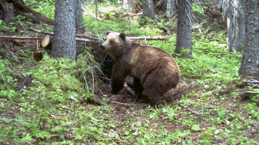 Grizzly Bears Endangered