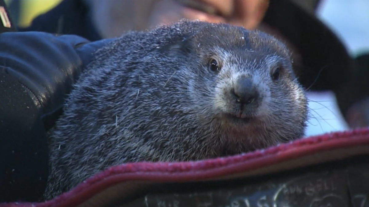 Pennsylvania Groundhog Declares Early Spring ‘a Certainty’ NBC 7 San