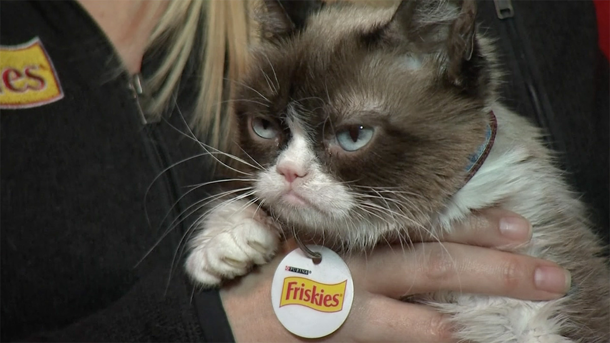 Internet Sensation Grumpy Cat Dies At Age 7 Nbc 7 San Diego