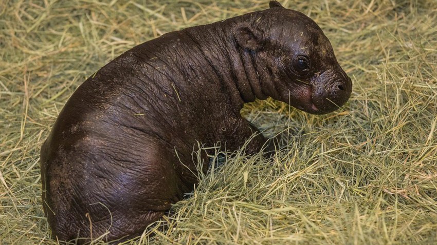 hippo calf 1120