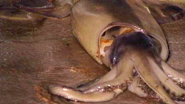 humboltsquid