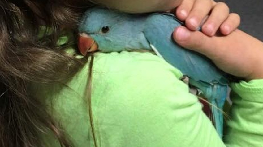 ie stolen bird 03252018