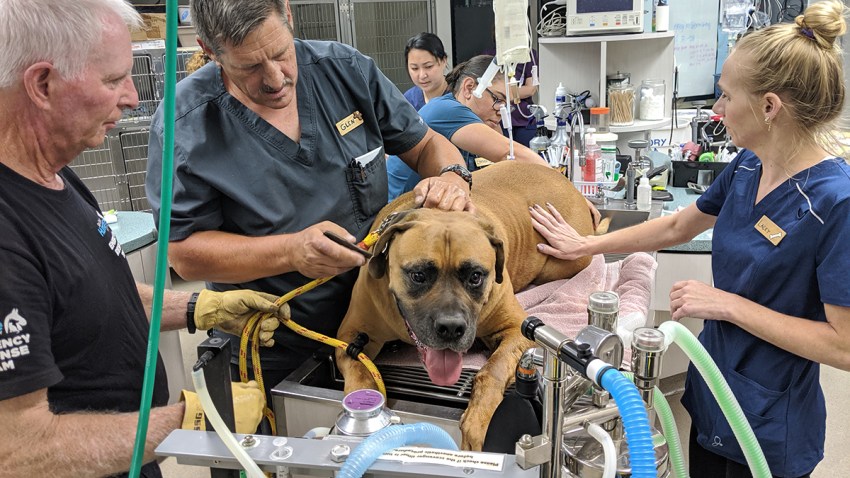 joey dog rescued from three sisters falls trail