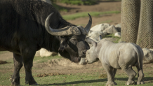 justin with buffalo