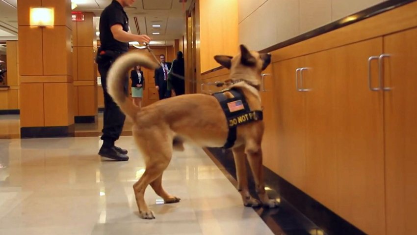k9 state department