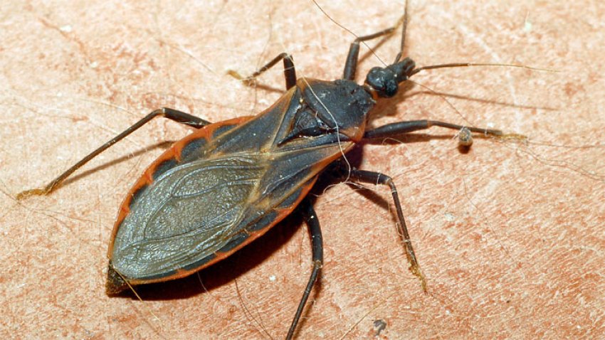 kissing-bug