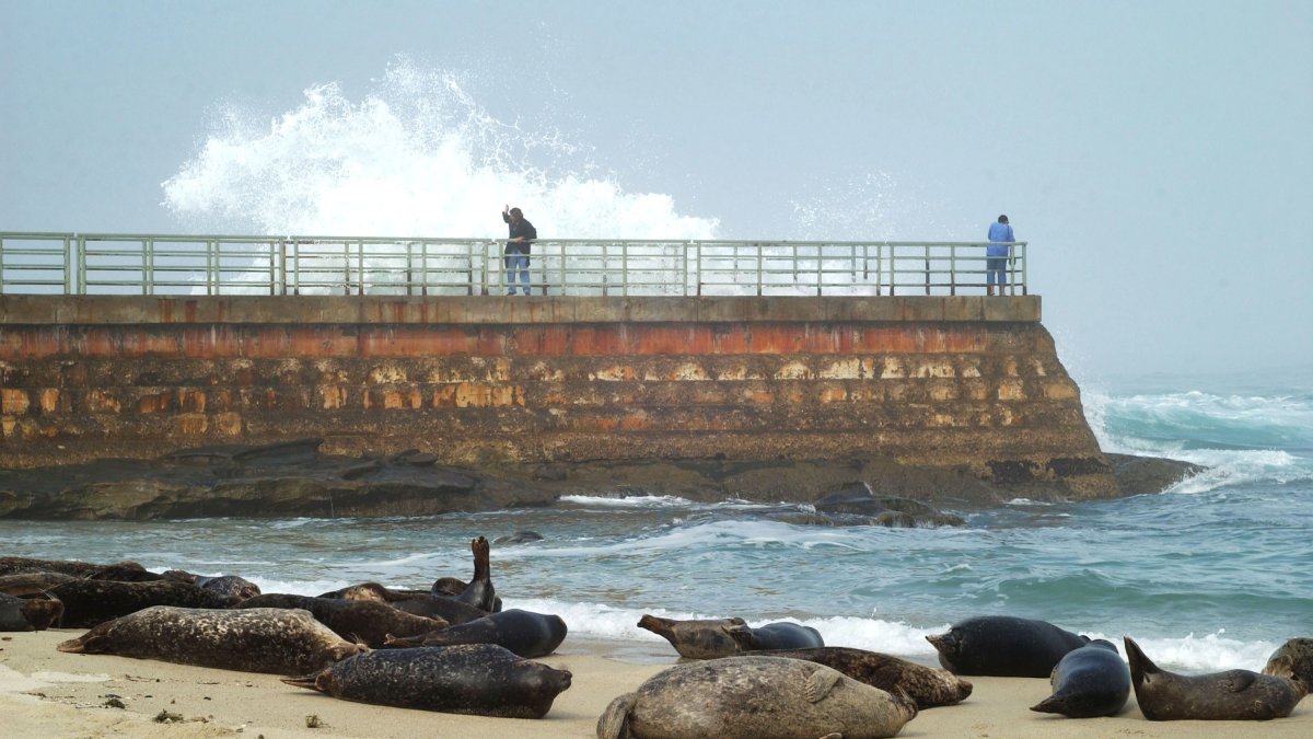 Court Rules San Diego Can Keep Closing La Jolla Beach To Protect Seals