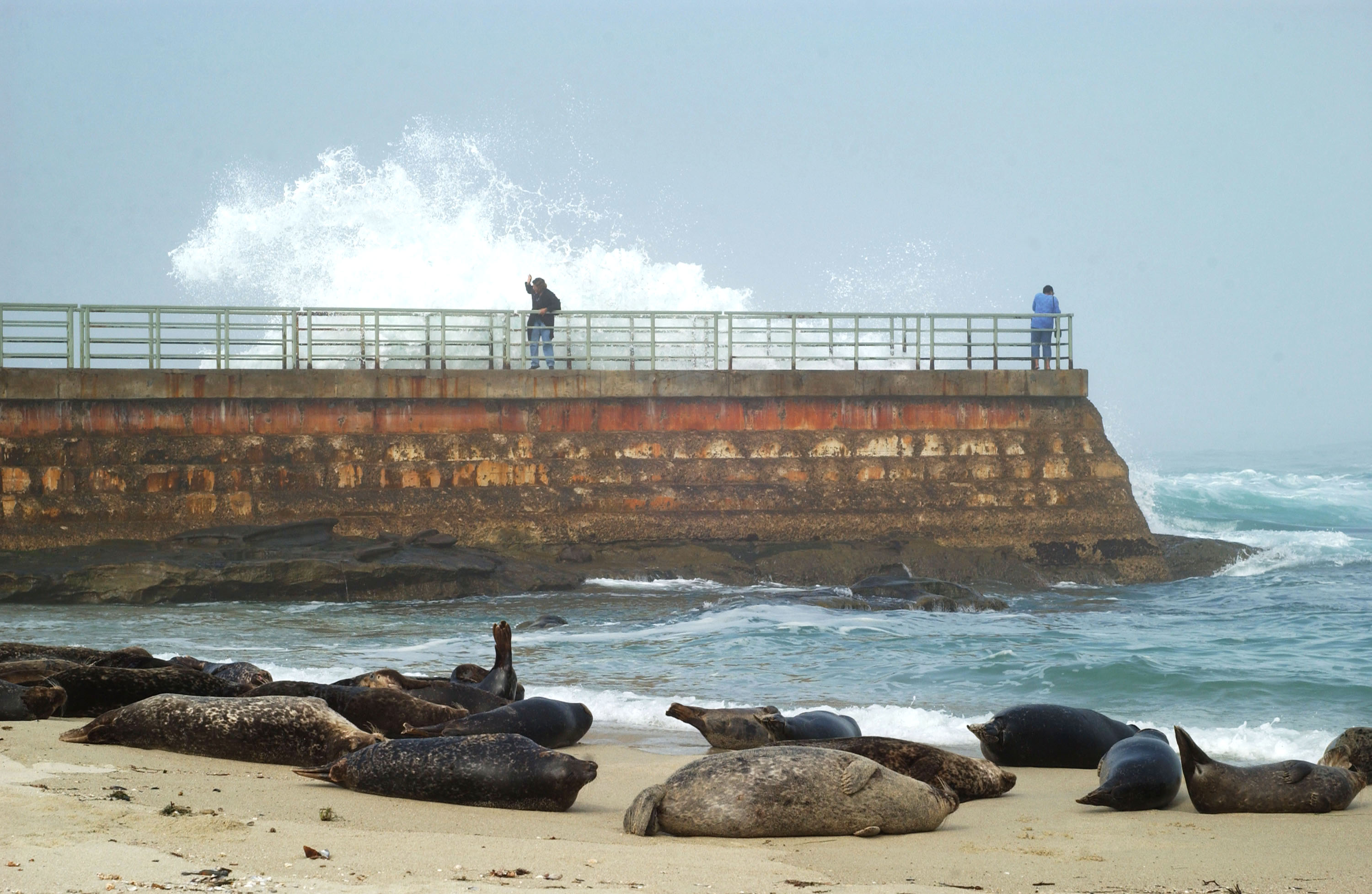 Protect the Sea Lion Rookery - San Diego Coastkeeper