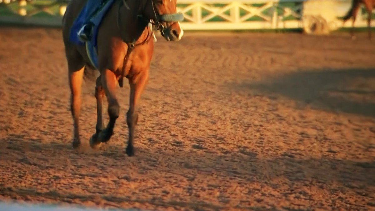 Baffert-trained horse suffers fatal injury at Del Mar Racetrack - Vimarsana News