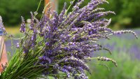 lavender012