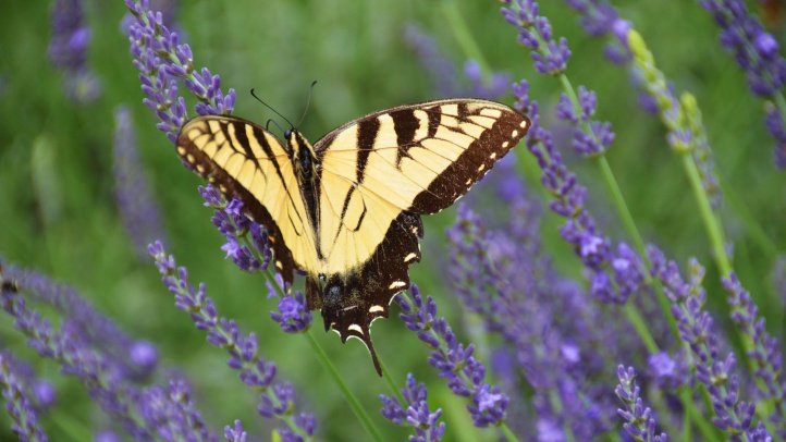 lavenderbutterfly20993922