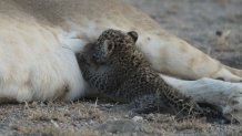 Tanzania Lion and Leopard Cub