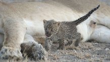 Tanzania Lion and Leopard Cub