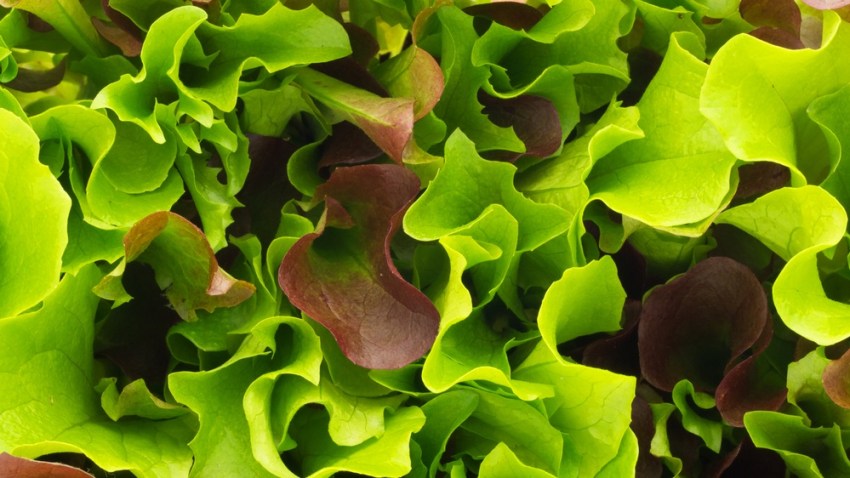 lettuceshutterstock1