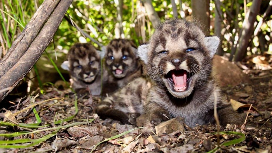Three Cute Cubs Born to a Local Mountain Lion – NBC Los Angeles