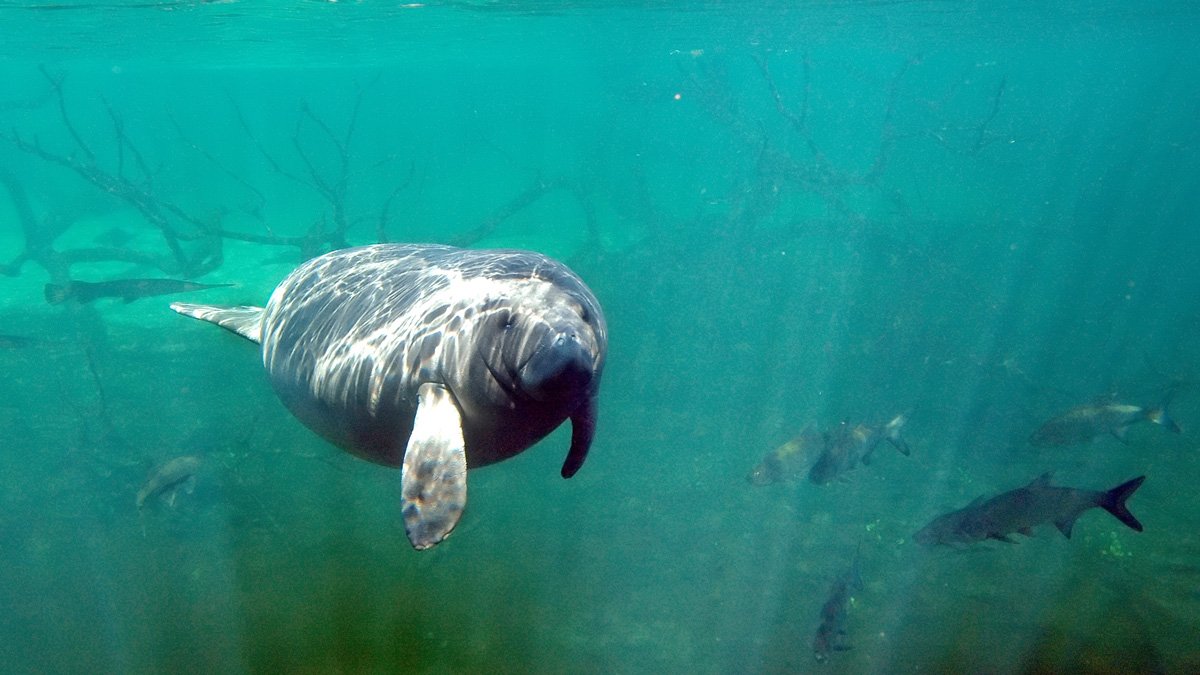 Florida Manatees Facing Starvation Fed Through Program – NBC 7 San Diego - Vimarsana News