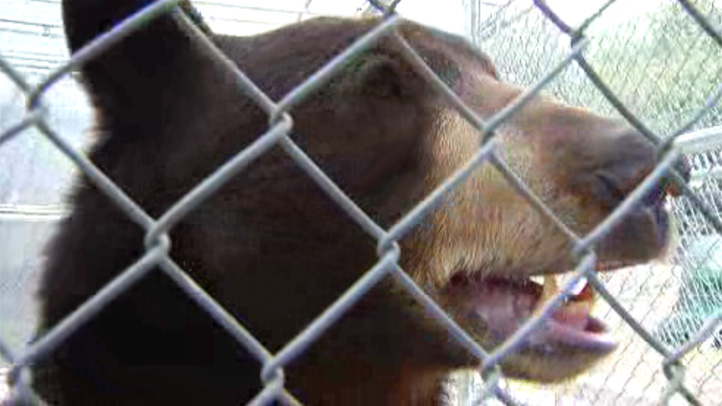 ‘Meatball’ the Bear Could Stay in San Diego – NBC 7 San Diego