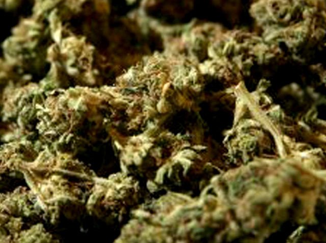 medicalpotbuds