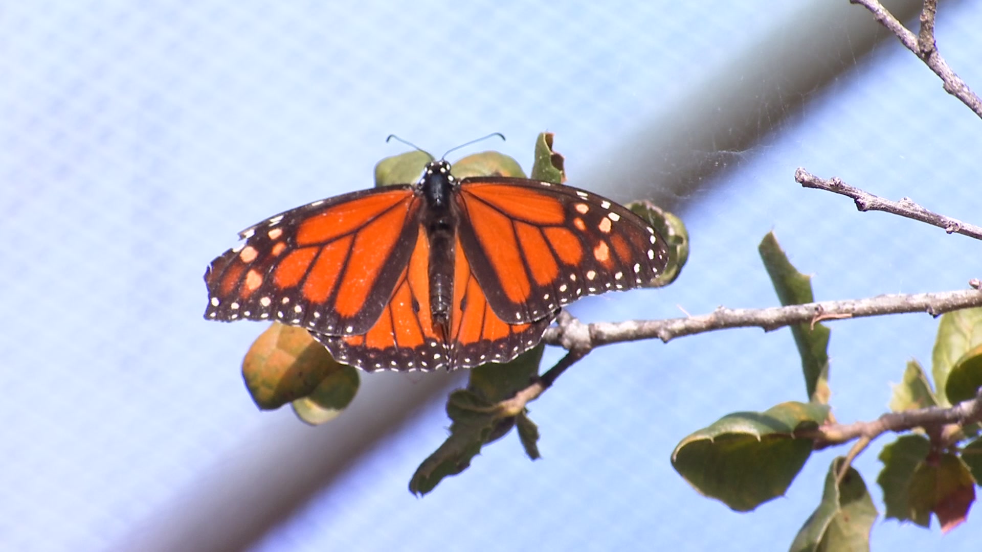 See Monarchs YearRound at Encinitas Butterfly Farms NBC 7 San Diego