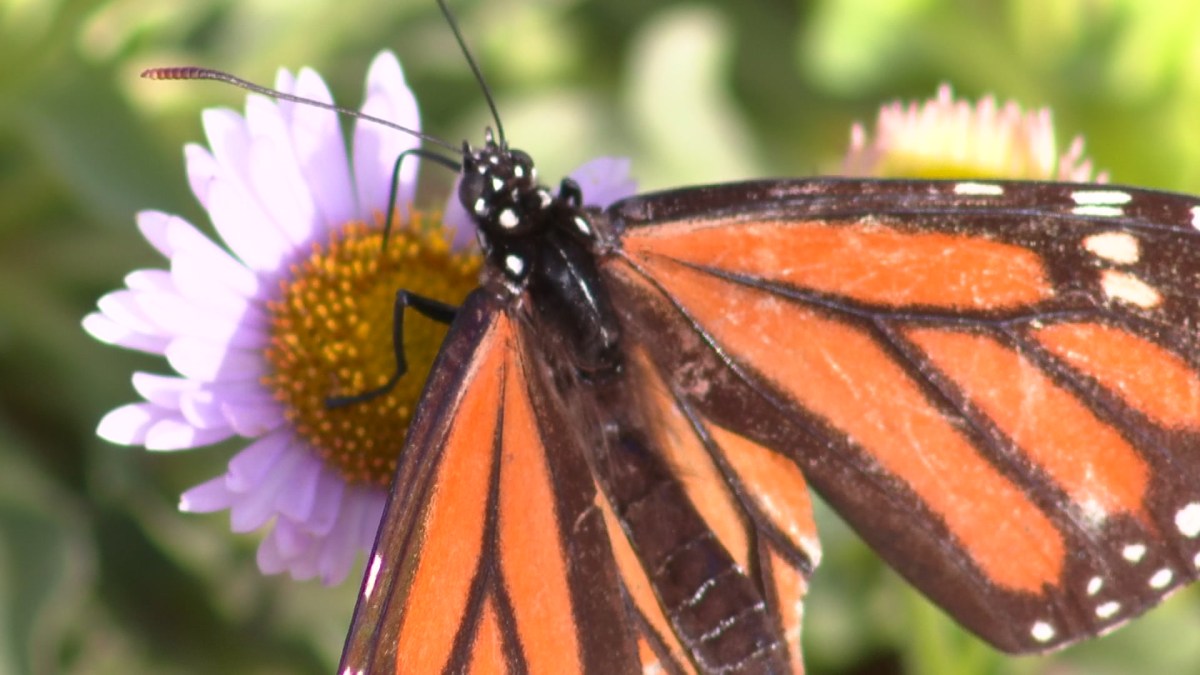 Agency Sees Decline in Migrating Monarch Butterflies NBC 7 San Diego