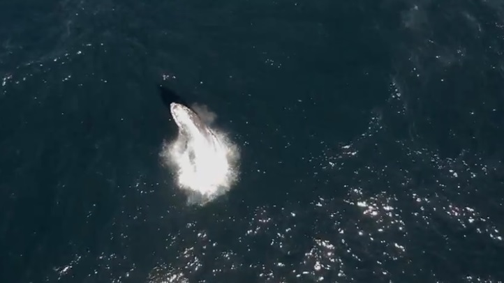 montwhalesbreach