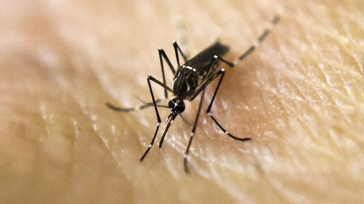San Diego County to Drop Mosquito Larvicide in Local Waterways - Vimarsana News