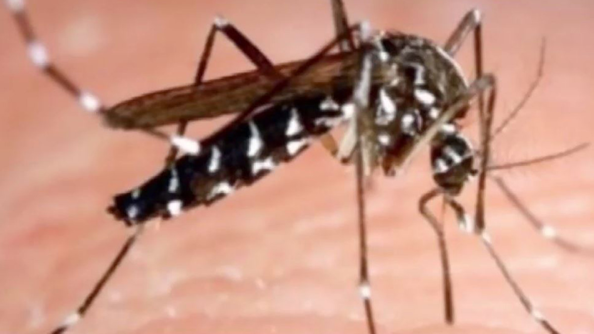 Asian Tiger Mosquito Found in San Diego NBC 7 San Diego
