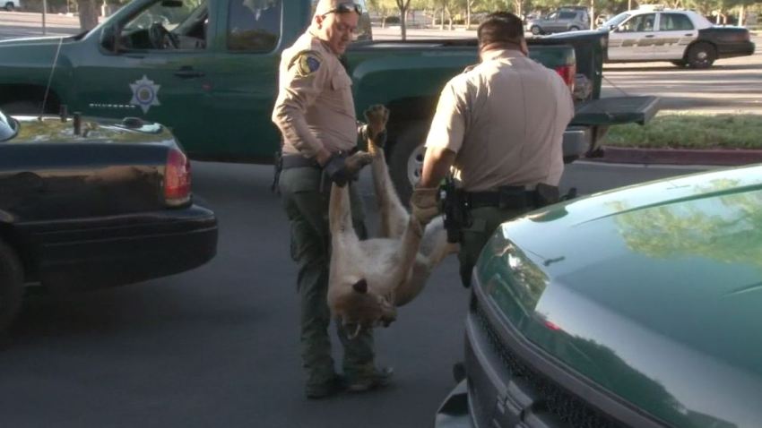 mountain lion temecula