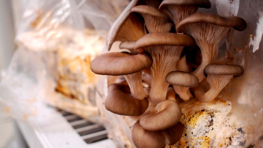 mushrooms