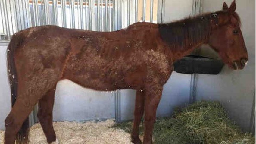 neglected horse 0224 2016